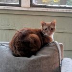 Orange tabby cat sitting on the back of a chair, looking back at the camera