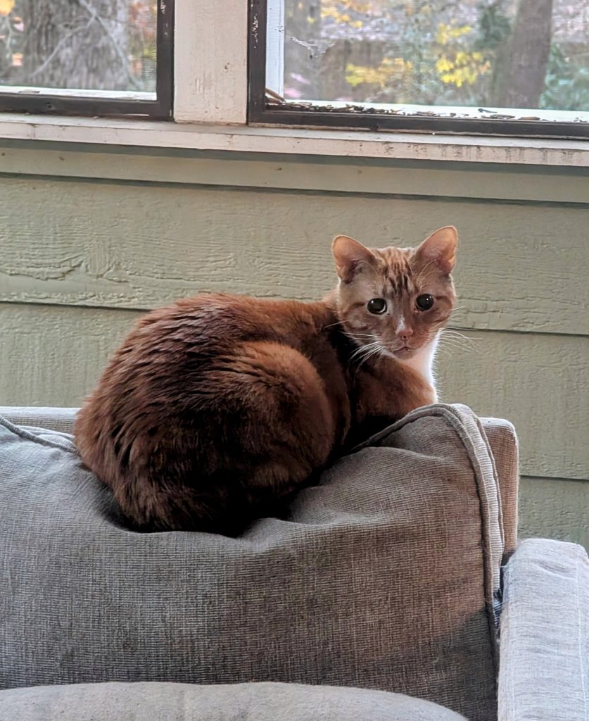 Orange tabby cat sitting on the back of a chair, looking back at the camera