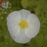 White poppy