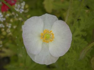 White poppy